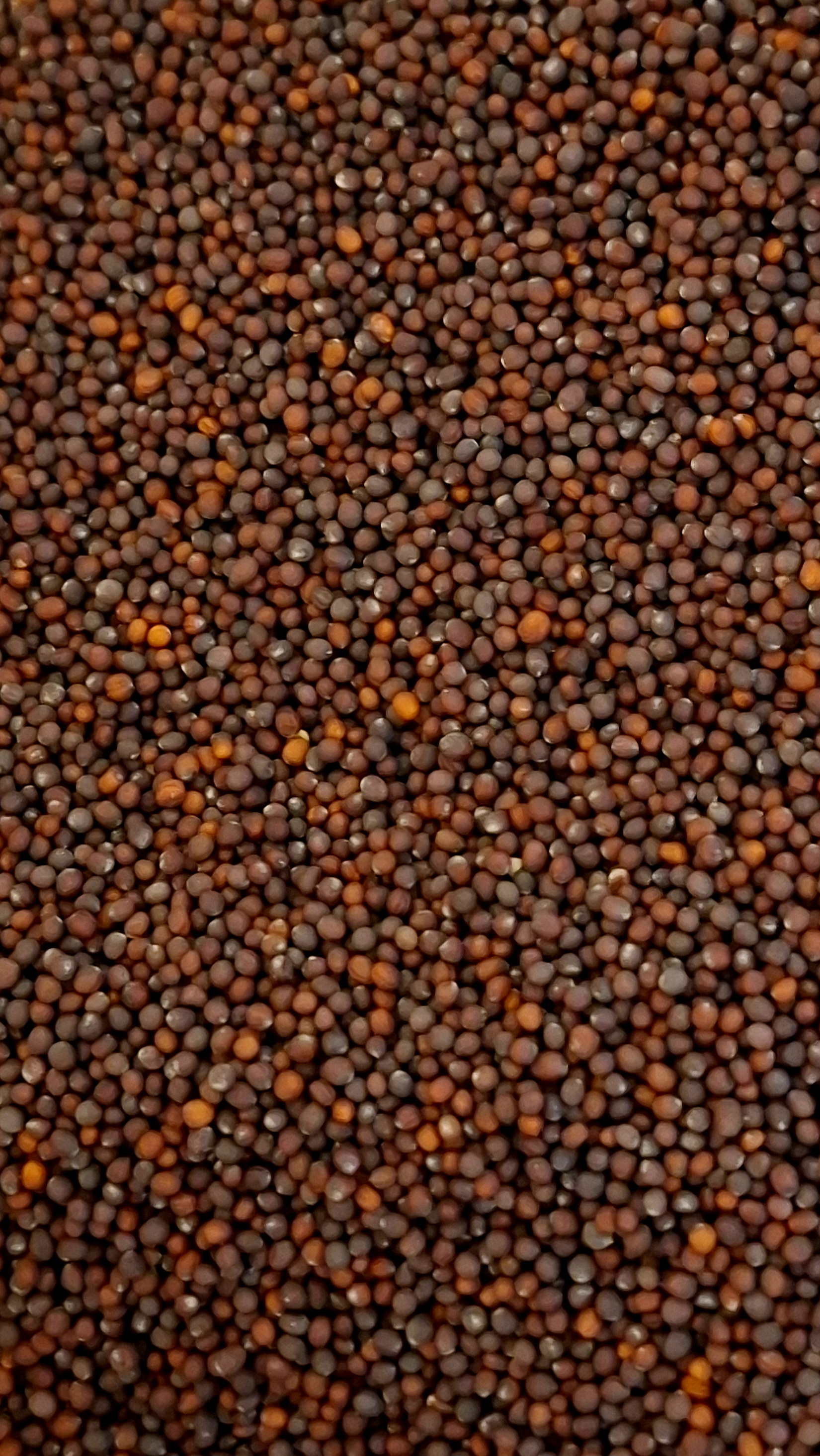 Redise seemned (daikon, china rose, vulcano)