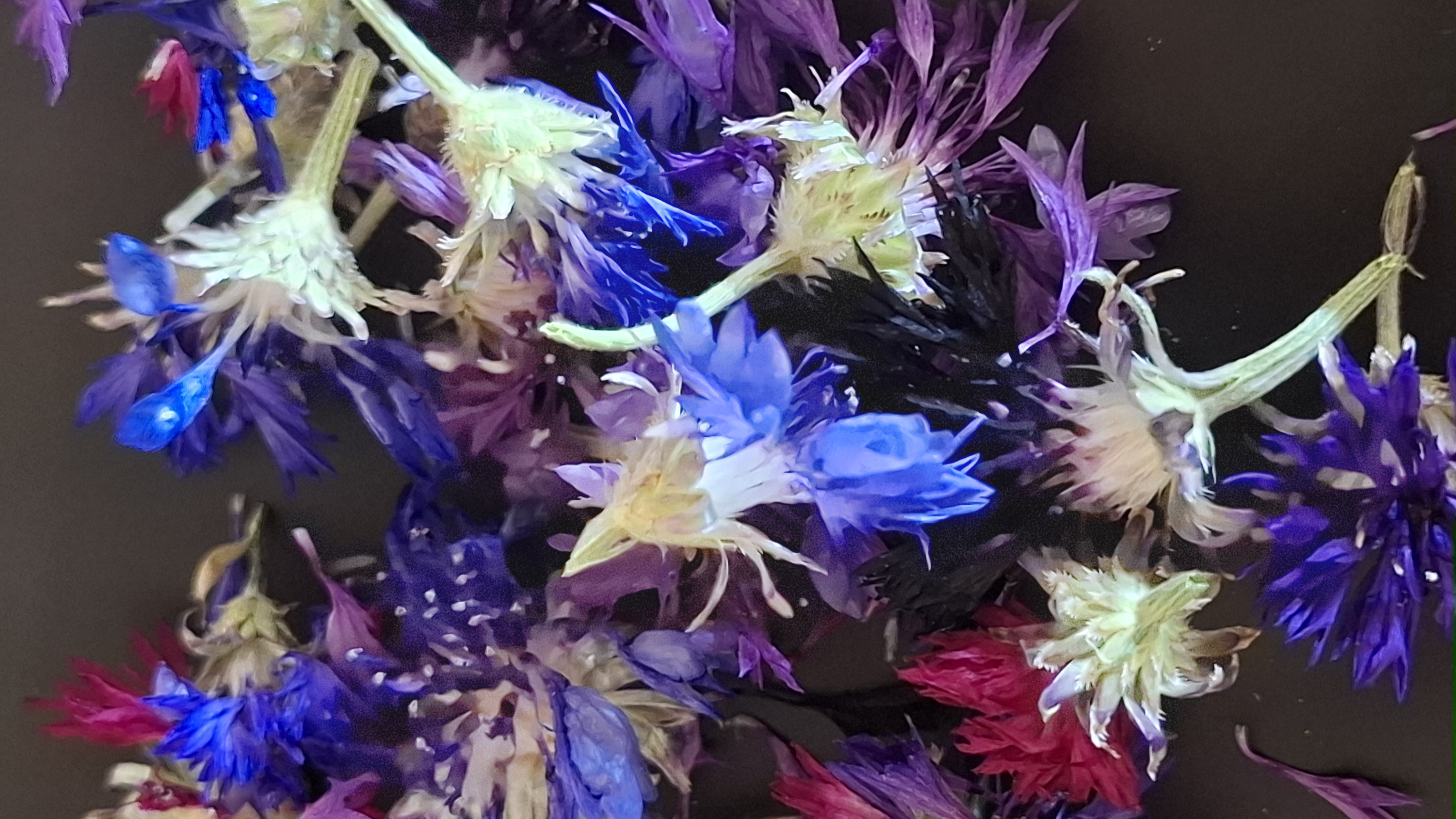 Külmkuivatatud rukkilille õied