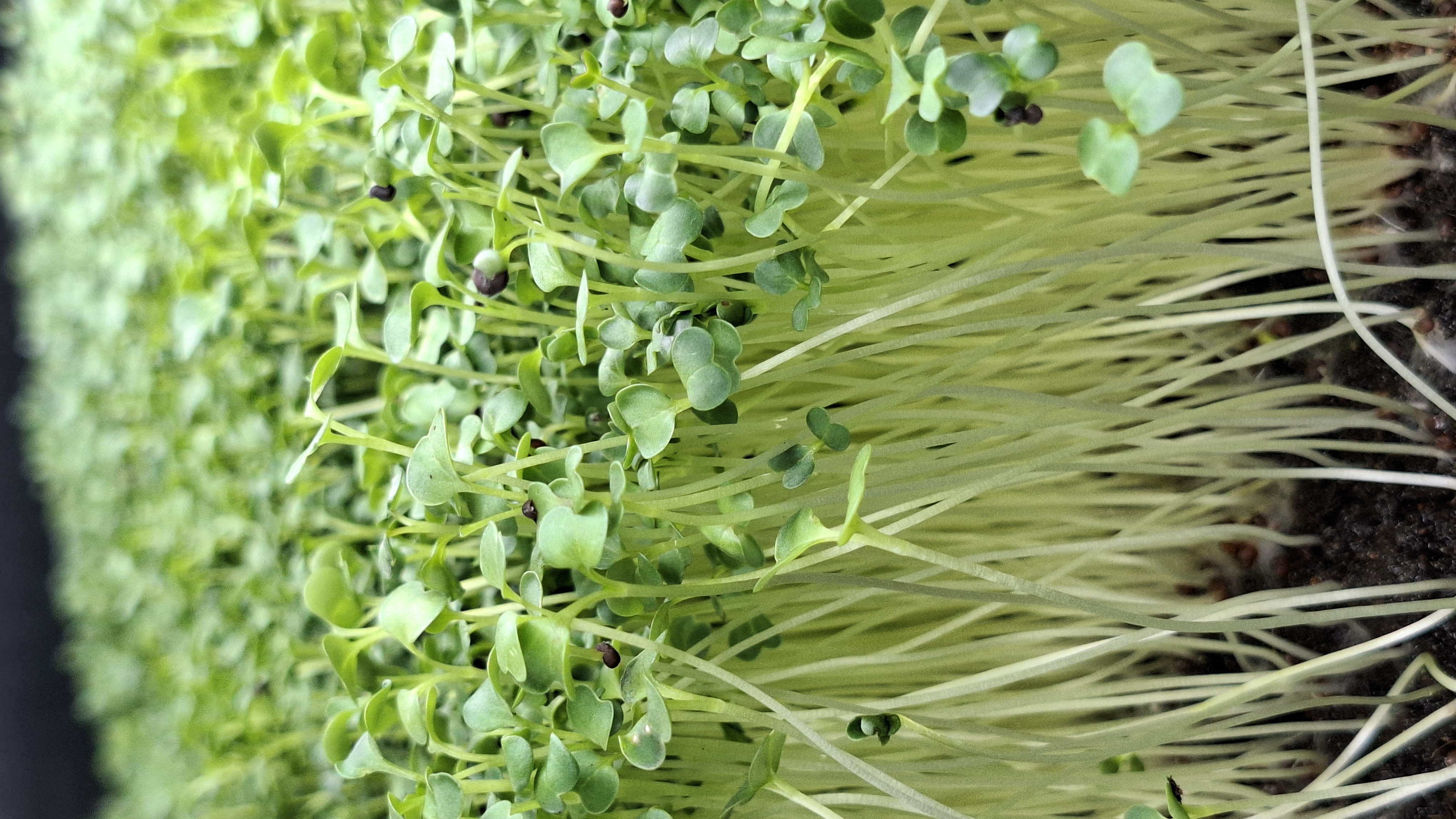 Kale seemned (must, punane, roheline)