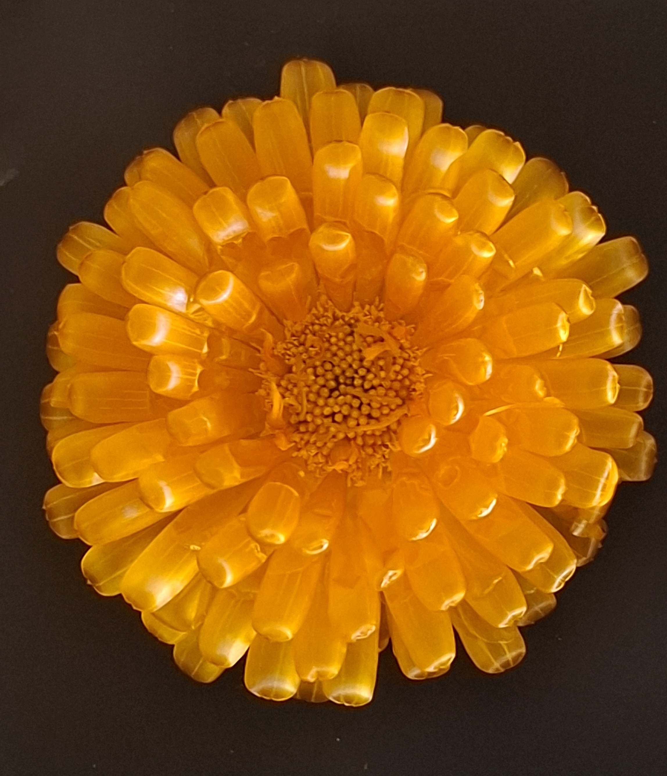 Külmkuivatatud saialille õied