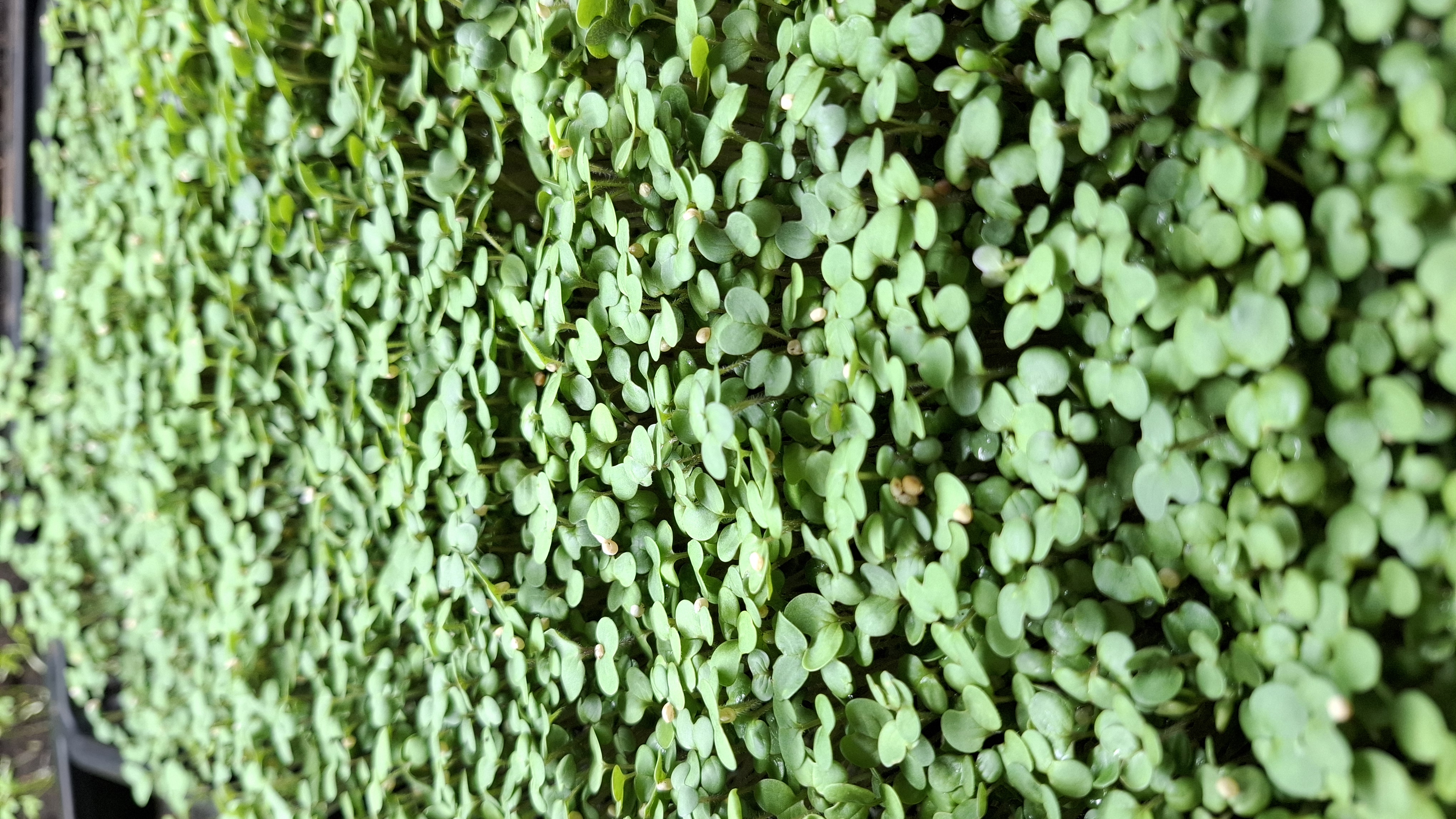 Valge sinepi seemned