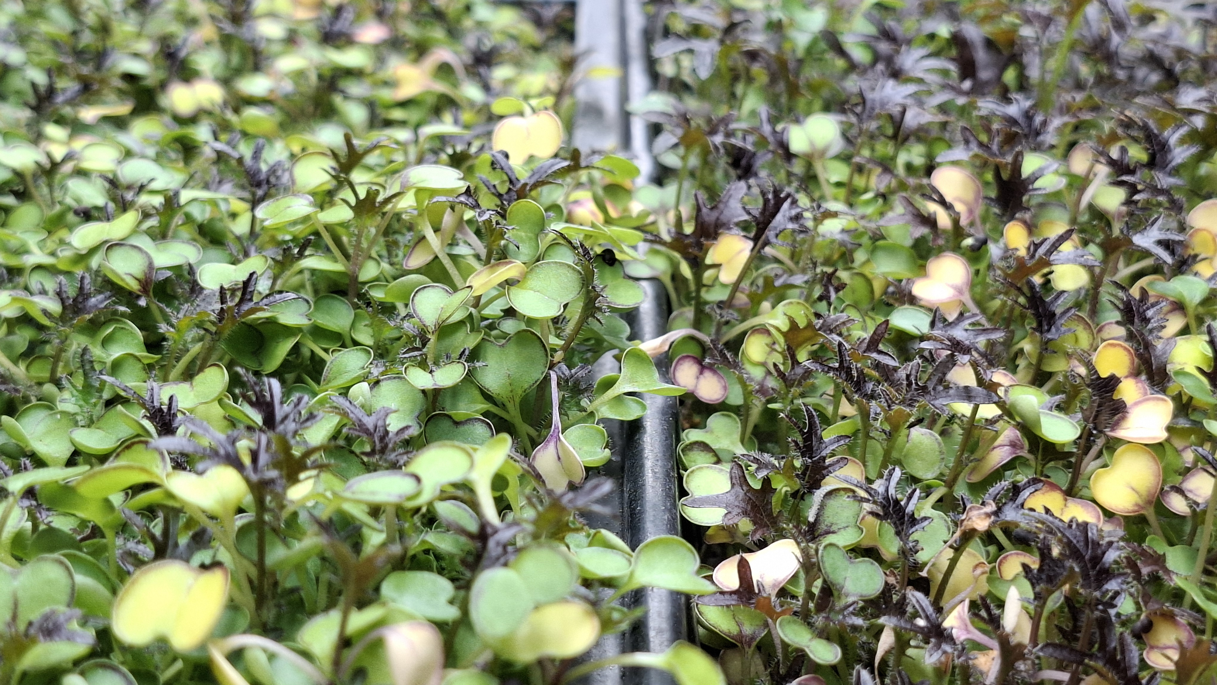 Kale seemned (must, punane, roheline)