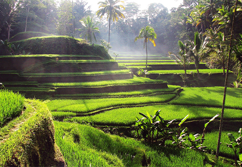 Tegalalang Rice Terace