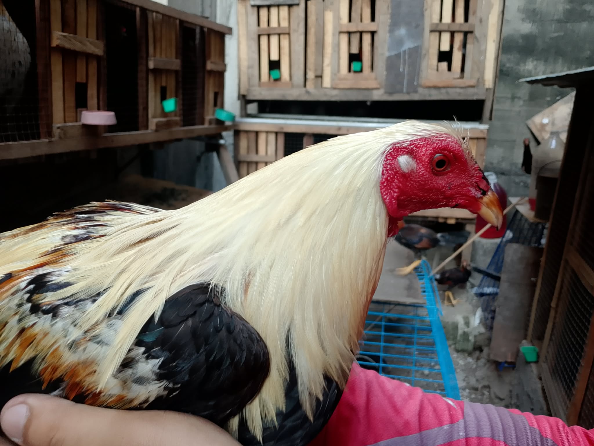 Personal Selection Game Cock1