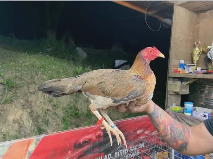 Hens Ready to Lay Eggs