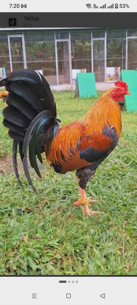 Personal Selection Game Cock3