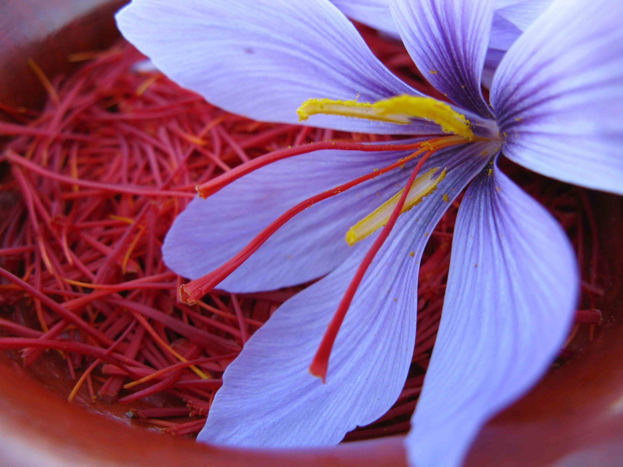 Pure Saffron (Refill in Grams)