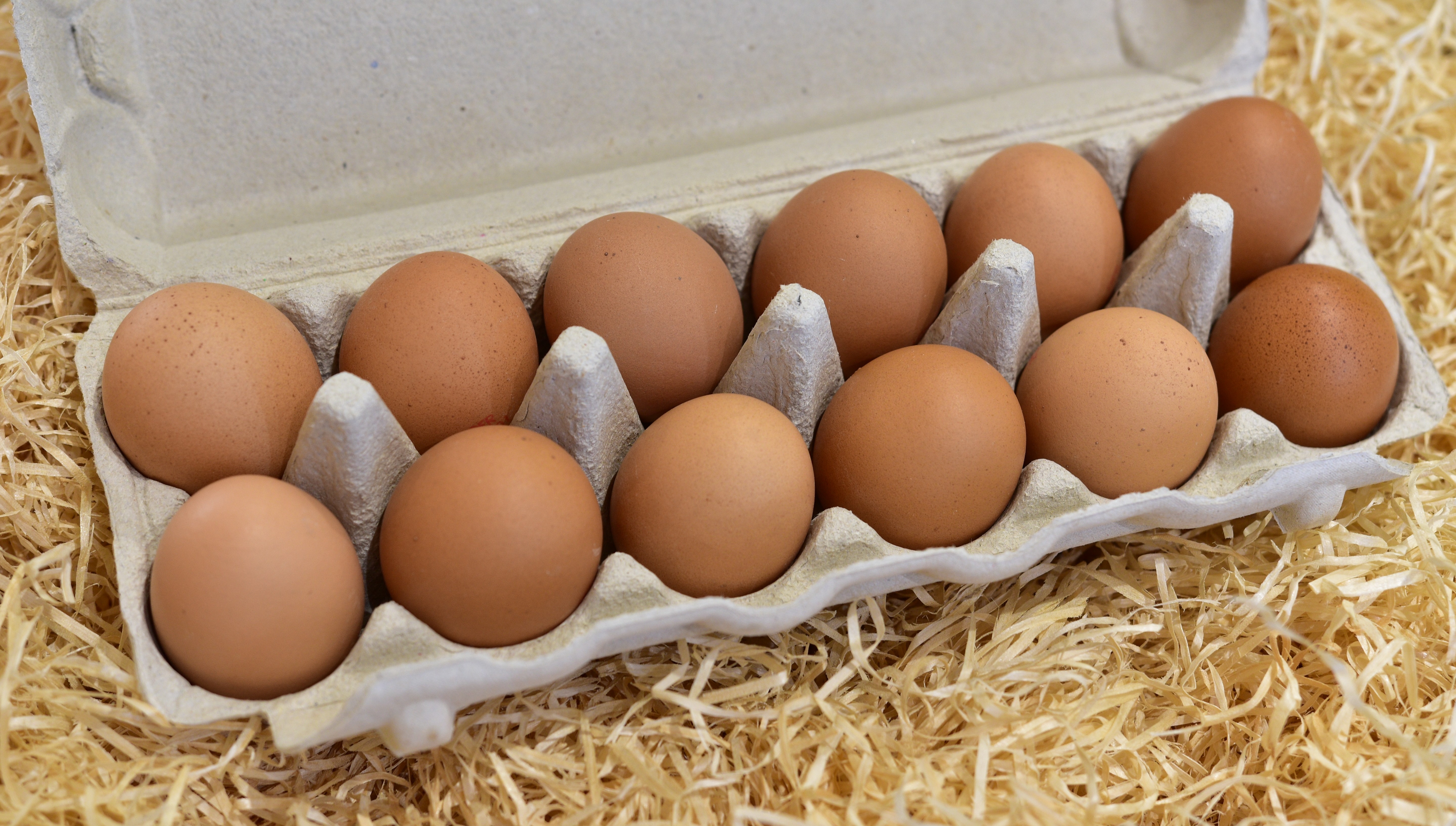 Œufs bio plein air