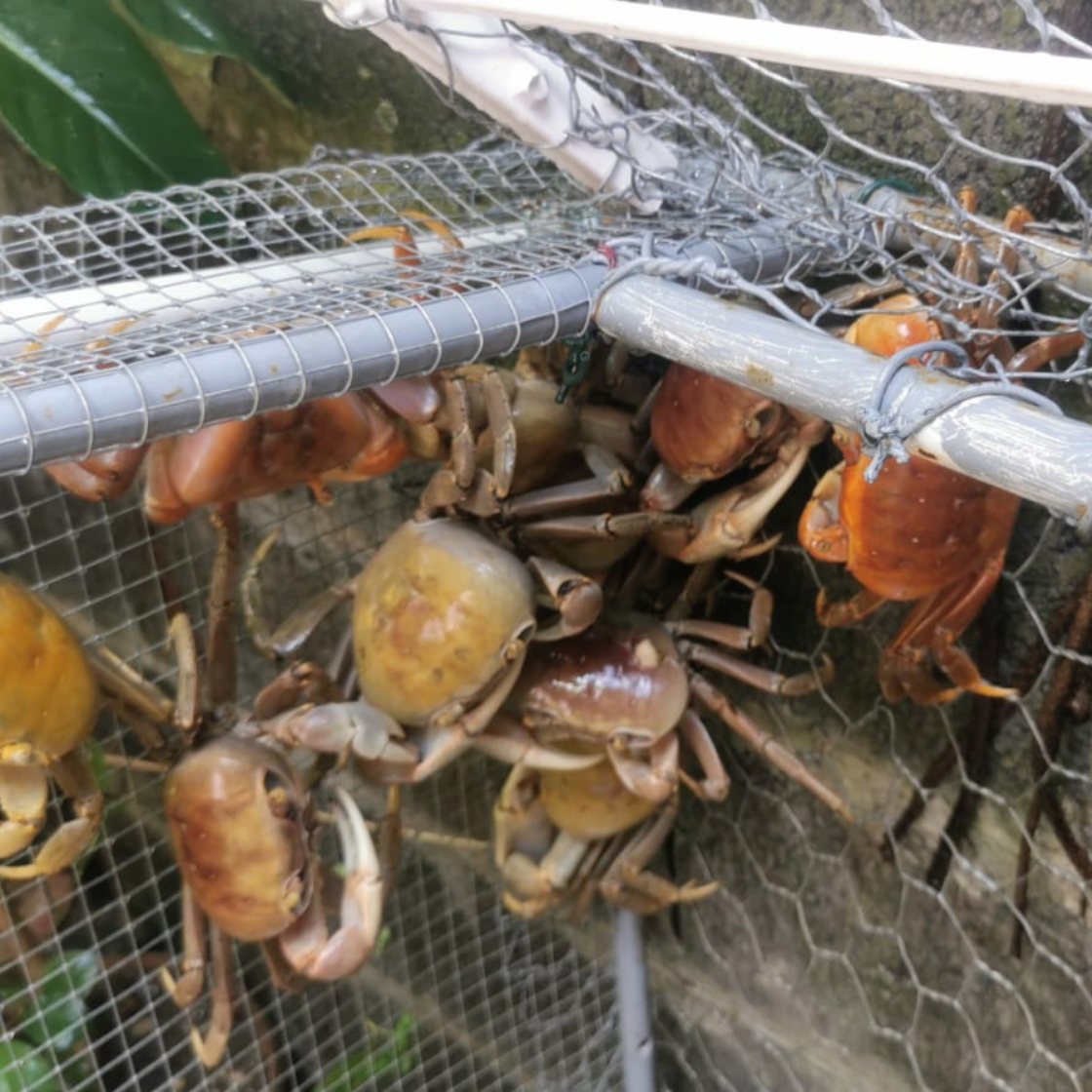Crabe sauce bleue & racines