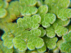 Azolla Filiculoides en Pot Plastique