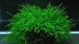 Taxiphillum Barbieri (Mousse de Java) en Pot Plastique