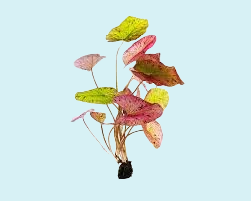 Nymphea Lotus Rouge Bulbe en Pot