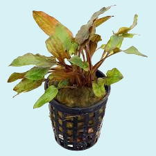Cryptocoryne Walkerii en Pot