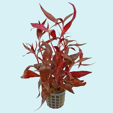 Alternanthera Rosaefolia en Pot