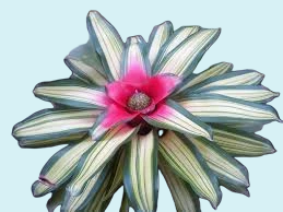 Neoregelia (Bromelia) en Pot