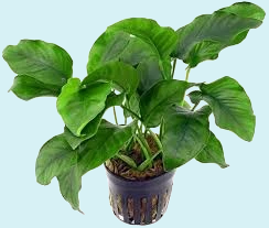 Anubias Barteri en Pot