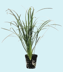 Ophiopogon Japonica en Pot