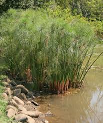 Cyperus Papyrus (- de 30 cm)