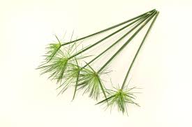 Cyperus Papyrus (- de 30 cm)
