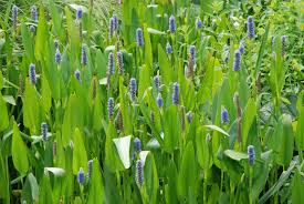 Pontederia Lanceolata (Toutes Tailles)