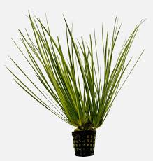 Acorus Pusillus en Pot