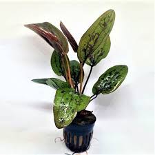 Echinodorus Chocolate Marble