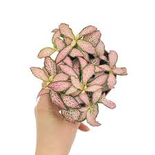 Fittonia rose en Pot