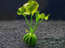 Nymphoïdes Aquatica Banana en Pot