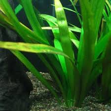 Sagittaria Gigantea en Pot