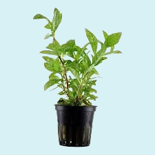 Hygrophila Polysperma en pot