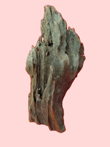 Racine Mangrove 25-40 cm Racine 2