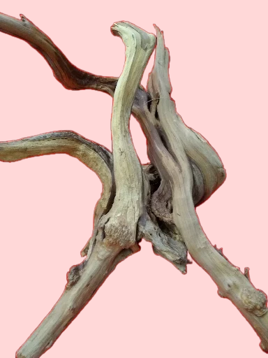 Vigne Rare Slim 30-50 cm Racine 2