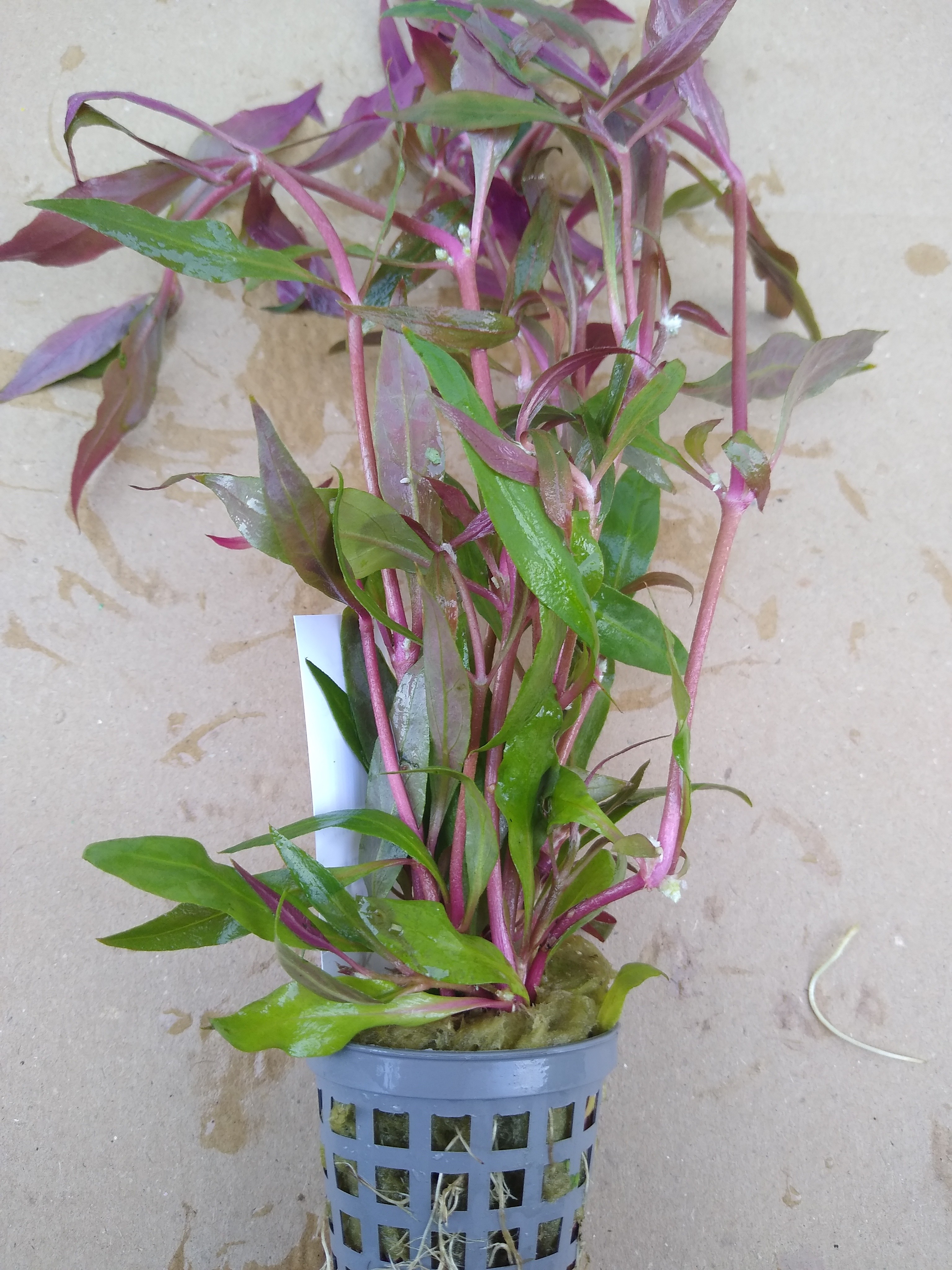 Alternanthera Rosaefolia en Pot de 5 cm