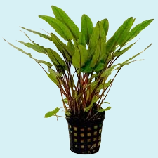 Cryptocoryne Petchii en Pot de 5 cm