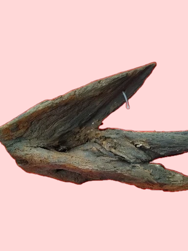 Racine Mangrove 25-40 cm Racine 4