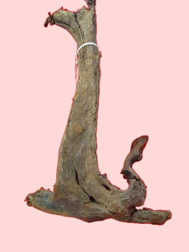 Racine Mangrove 25-40 cm Racine 5