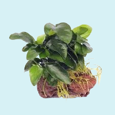 Anubia Nana sur roche