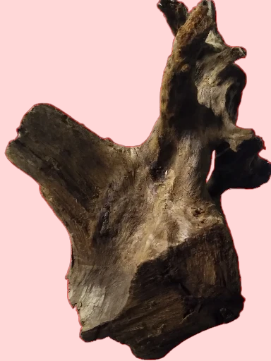 Racine Mangrove 40 à 60 cm - Racine 1