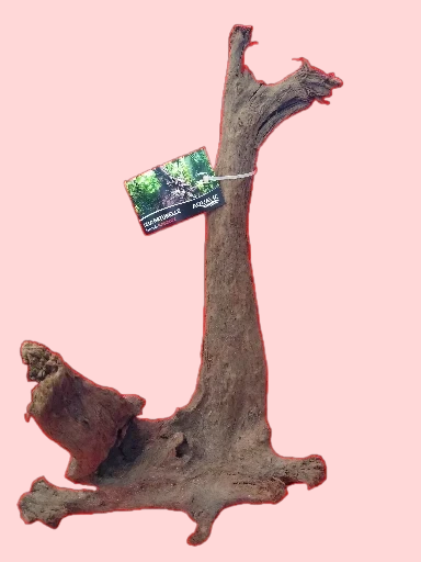 Racine Mangrove 25-40 cm Racine 5