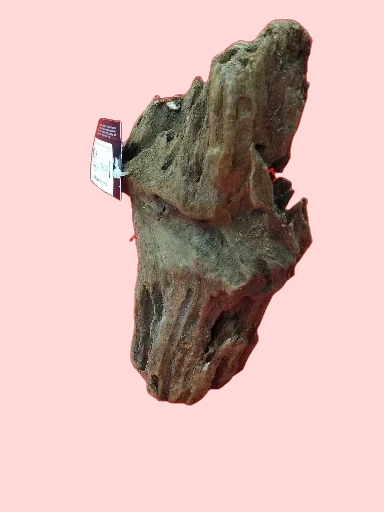 Racine Mangrove 25-40 cm Racine 2