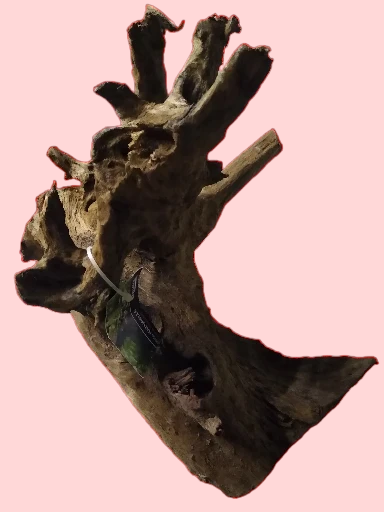 Racine Mangrove 40 à 60 cm - Racine 1