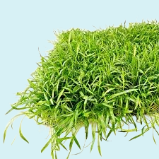 Liliaeopsis Novae-Zelandiae (Tapis)