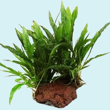 Microsorum Pteropus sur Roche