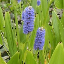 Pontederia Lanceolata (Toutes Tailles)