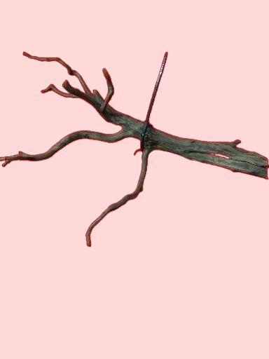 Scaper Root S 25-30 cm Racine 1