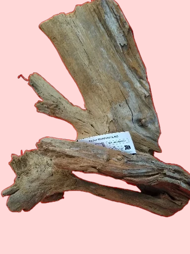 Racine Mangrove 25-40 cm Racine 1