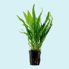 Microsorum Pteropus en Pot