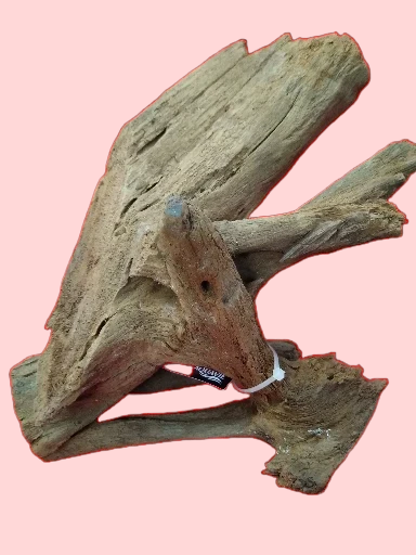 Racine Mangrove 25-40 cm Racine 1