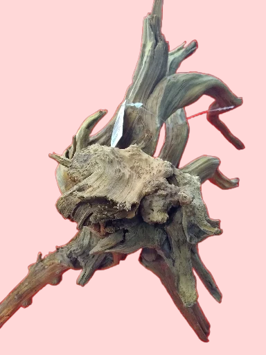 Vigne Rare Slim 30-50 cm Racine 2