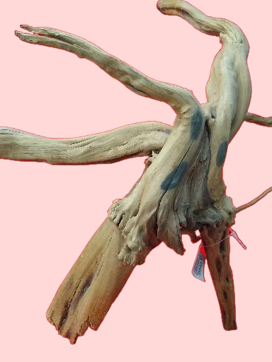 Vigne Rare Slim 30-50 cm Racine 1